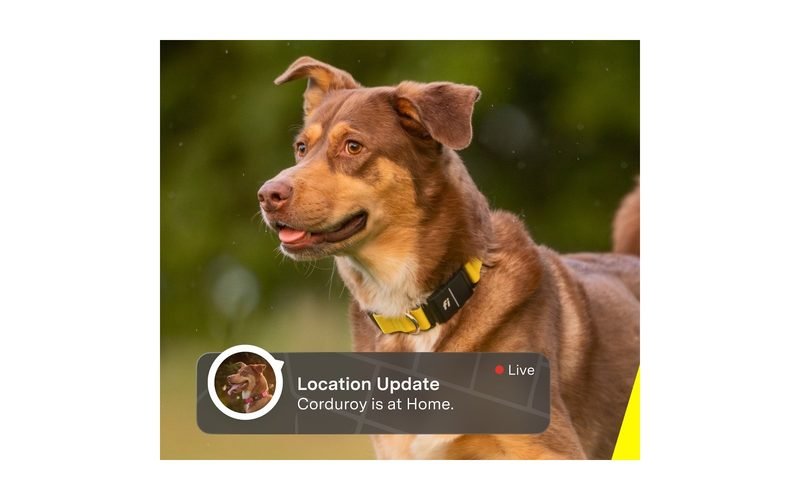 Tractive vs. Fi: Which GPS Dog Tracker Should You Buy in 2026?