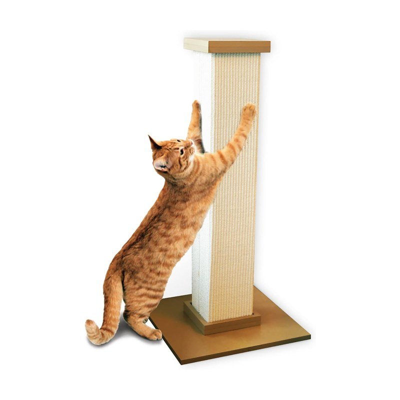 The Best Cat Essentials for 2026: Litter, Feeding and Enrichment