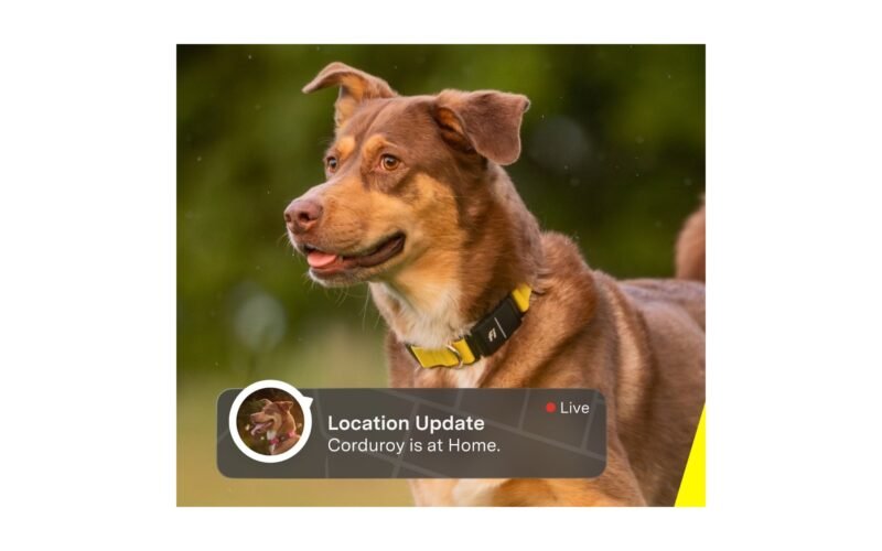 Tractive vs. Fi: Which GPS Dog Tracker Should You Buy in 2026?